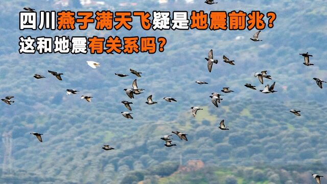 四川乐山燕子满天飞,被质疑是地震前兆,这种说法有科学依据吗?