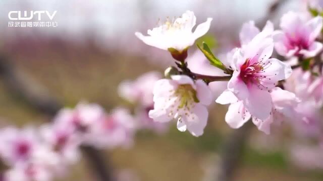 桃树花开枝头俏 春季管护正当时