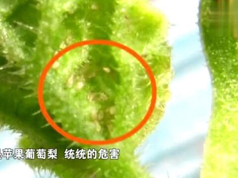 警惕!白蜘蛛来袭,快看你家果园受害了吗?