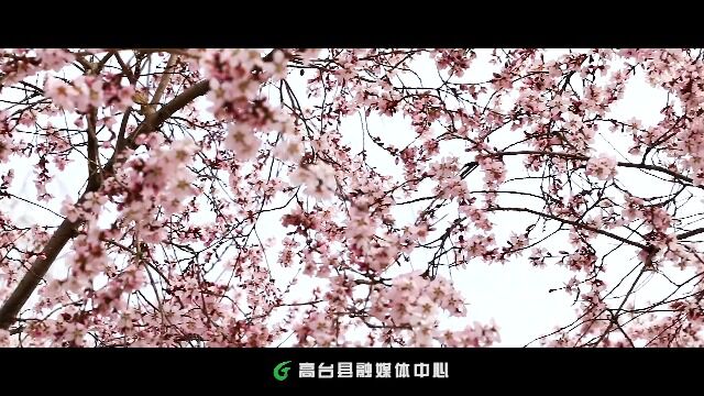 桃花盛开正当时