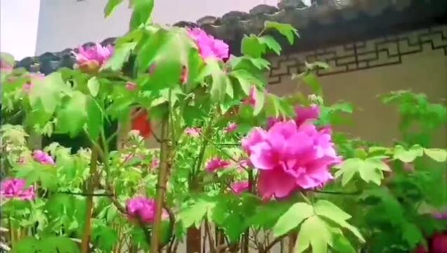 云赏花 | 百年牡丹花盛开,春色满园