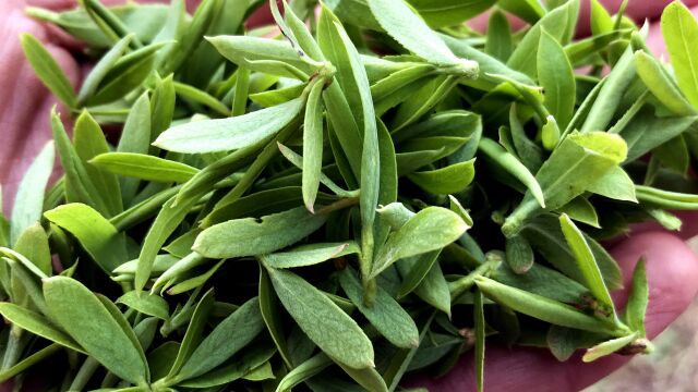 农村的"柳树芽煮水"作用厉害了,用过的人都知道它的好
