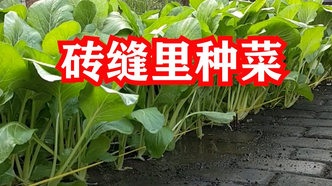 别抱怨家里没空间,看看高手如何砖缝里种菜,太牛了