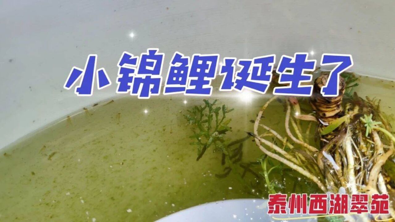 又到一年春暖花开时,小锦鲤们孵化了出来,萌萌的它们很可爱