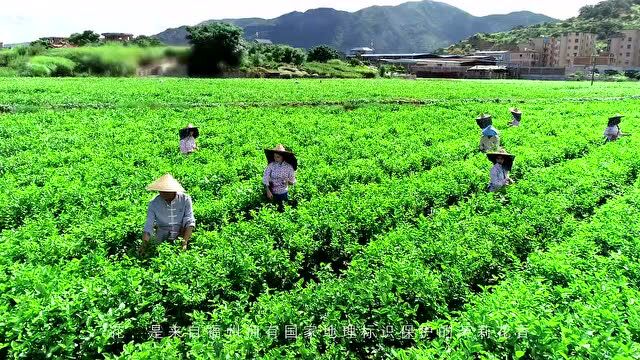 闽榕茶业|传承非遗技艺,弘扬茉莉文化