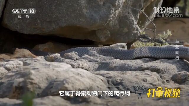 蛇是一种冷血动物,它属于脊索动物门下的爬行纲