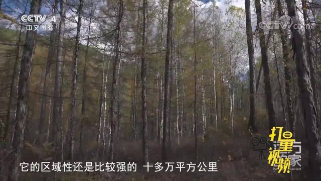 兴安落叶松是大兴安岭独有的树种,树龄能够达到300年