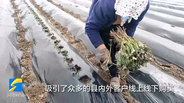 无棣县小泊头镇:打好绿色牌 唱活增收戏