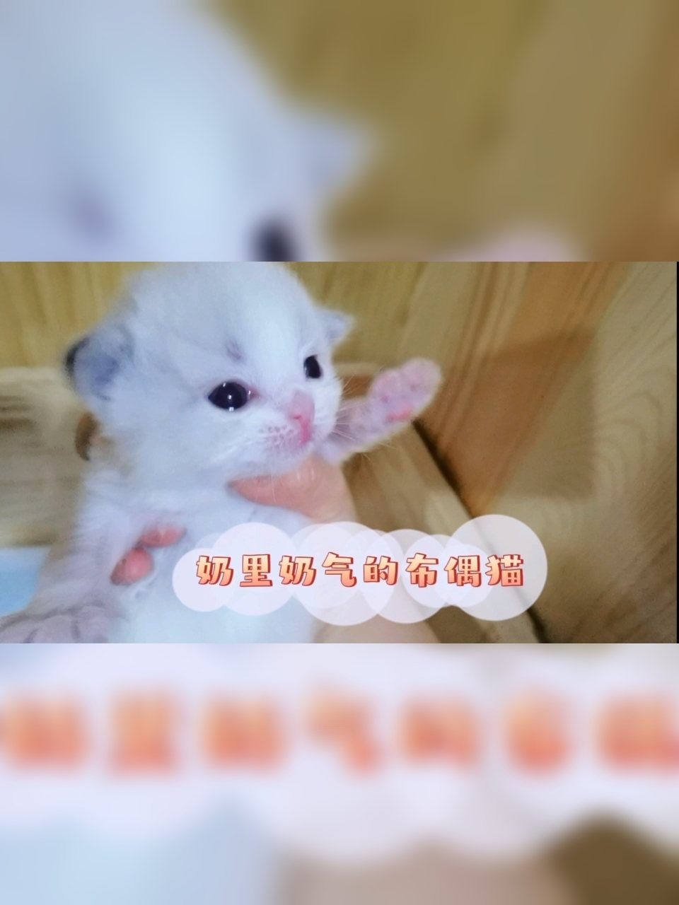 奶里奶气的布偶猫
