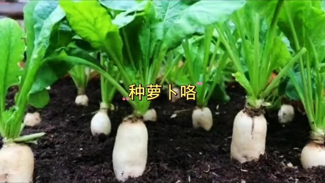 种植小技巧,在家种萝卜