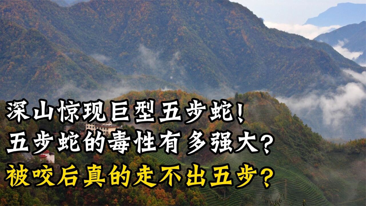 深山驚現巨型五步蛇!五步蛇毒性有多強大?被咬後真的走不出5步