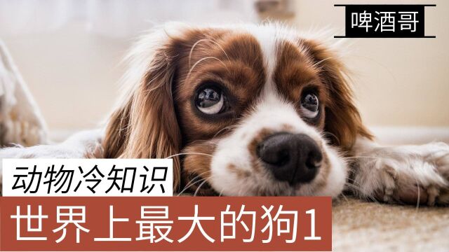 动物冷知识:世界上最大的25种犬种1