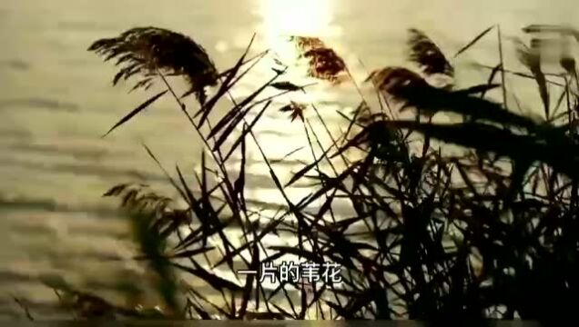 为你读诗|母亲,我愿是芦苇