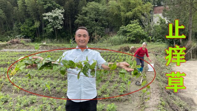 小伙浑身瘙痒,老奶奶说这种植物能解决烦恼,土话称作“止痒草”