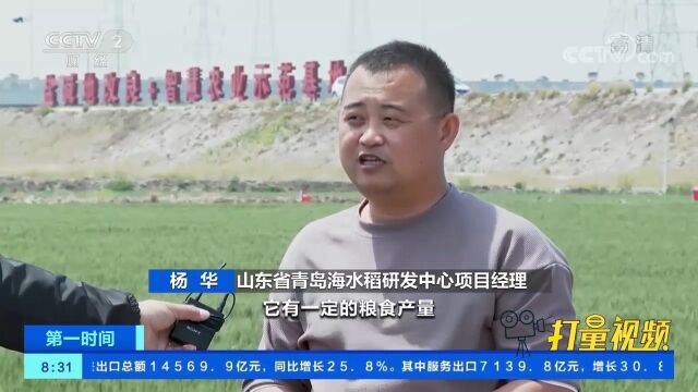 天津:水稻插秧全面展开,优质种子供应保丰收