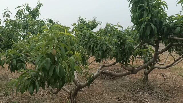 生态农业可以简单易行:桃园生物防治系列二