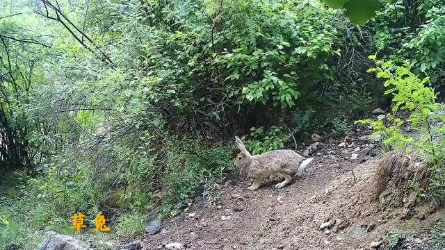 山西省庞泉沟国家级自然保护区野生动物掠影