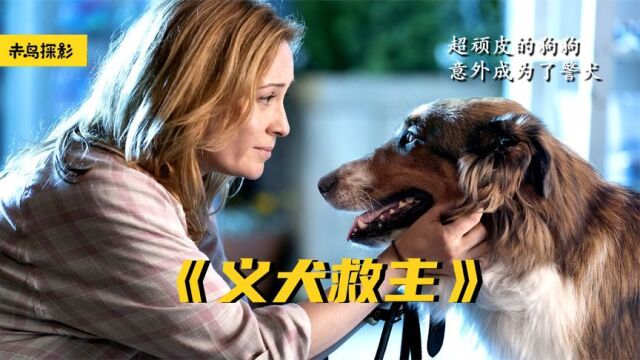 超顽皮狗狗,领养7次被抛弃,却意外成警犬《义犬救主》