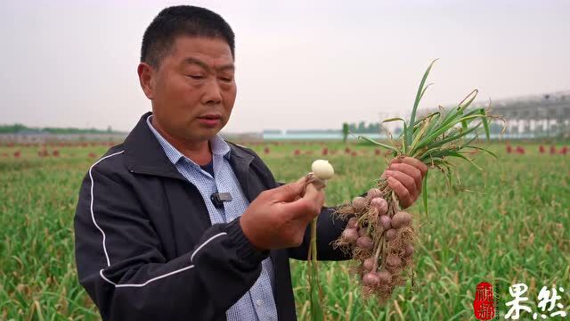 独头蒜选育成功填补北方空白,金乡大蒜再添新成员!