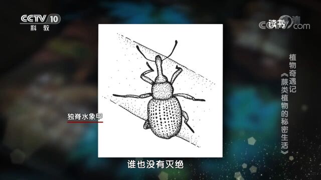 “蕨命毒师”!揭秘拥有致命毒素的蕨类植物——欧洲蕨