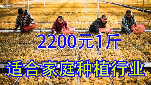 22平方3个月收入24万元,2200元1斤,效益高来钱快,值得收藏