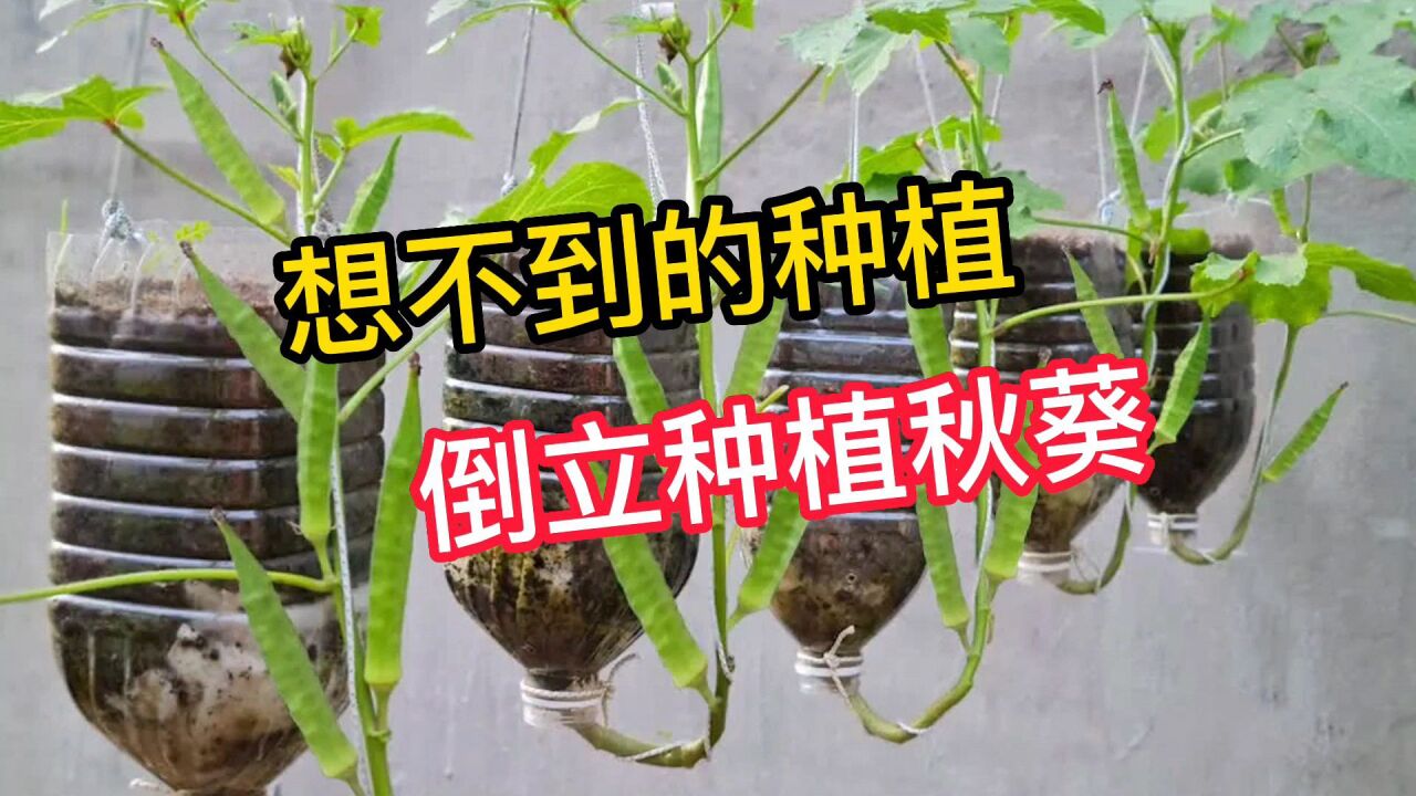 秋葵怎么种植方法图片