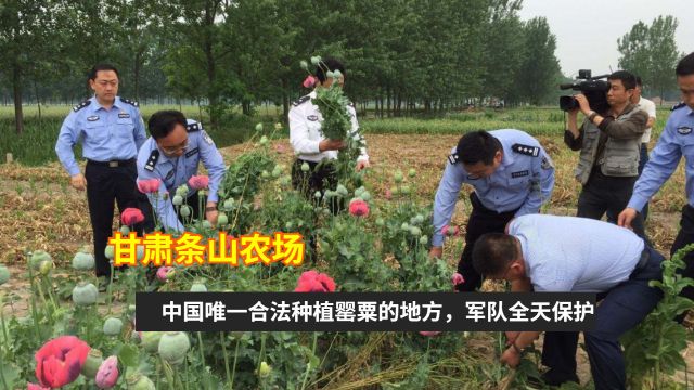 甘肃条山农场,中国唯一合法种植罂粟的地方,军队全天保护