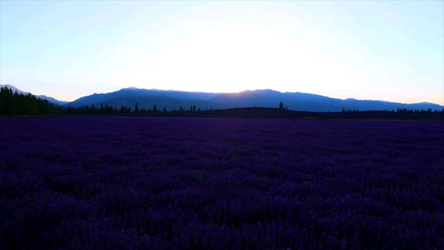 《栀子花开》