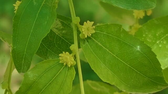 阿瓦提乡喀鲁克村千亩枣花开 花香四溢惹人醉