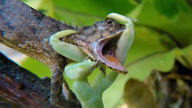 螳螂捕食十拿九稳,毒蛇看到它都怕,钳子下的动物很少生还!