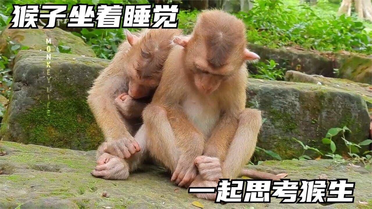 猴子两兄弟疲倦不堪,一起坐着睡觉,一起思考猴生