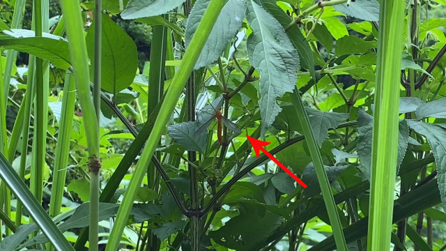 山上发现一只超级大蚊子,活了30多岁头一次见,它看起非常的毒