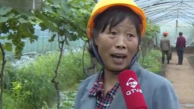 江山市贺村镇:以果蔬托起村民“共富梦”