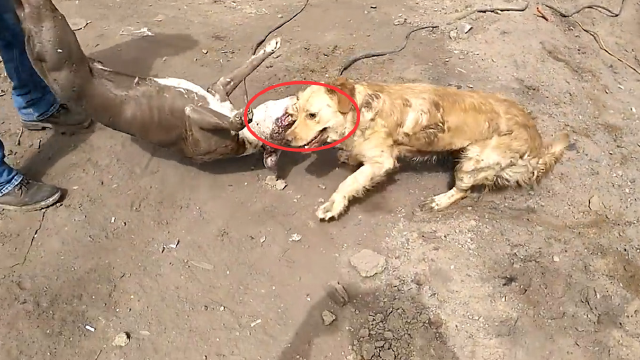 比特犬"疯狂撕咬"金毛,其凶猛程度,真是看得人后背发凉!