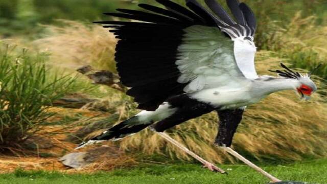黑曼巴的天敌出现了!大长腿爆炸头气质优雅,吃蛇就像吃辣条