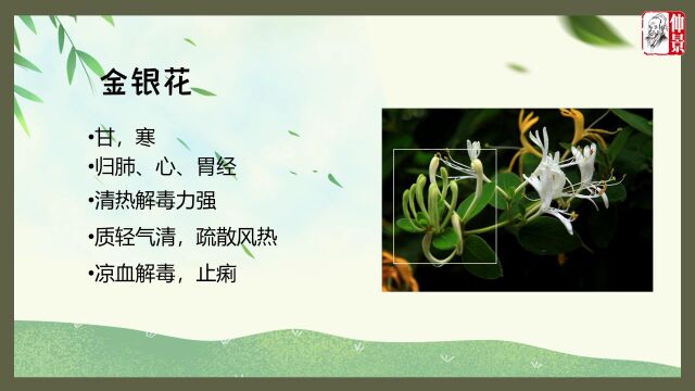 中药本草系列清热类