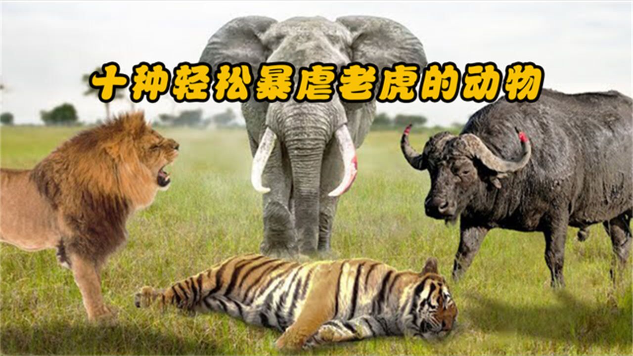 十种最轻松杀死老虎的动物,第一名竟直不讲武德
