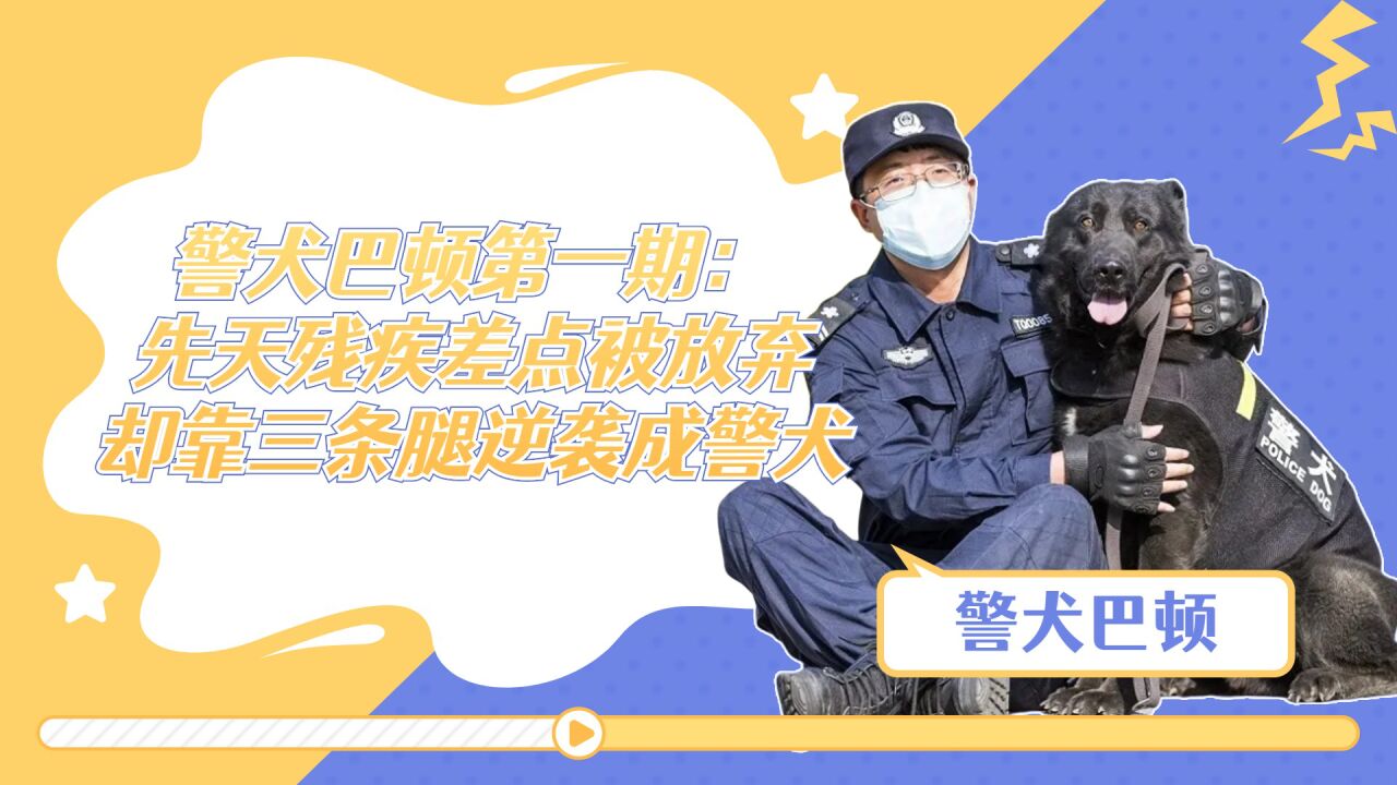 警犬巴顿第一期:先天残疾差点被放弃,却靠三条腿逆袭成警犬