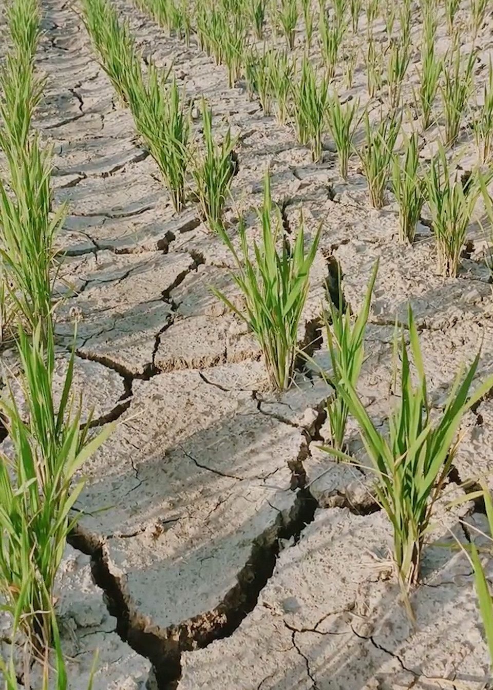 河南省启动抗旱iv应急响应,持续高温致部分农作物受旱