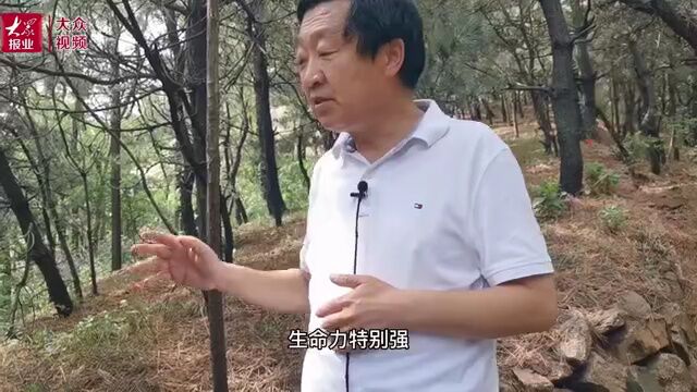 走近齐长城|创新文旅融合,让长城文化资源“活”起来