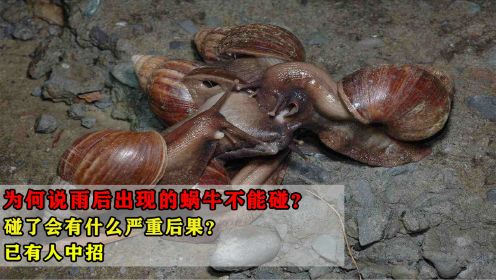 雨后出现的蜗牛，为什么千万不能碰？碰了会有什么严重后果？