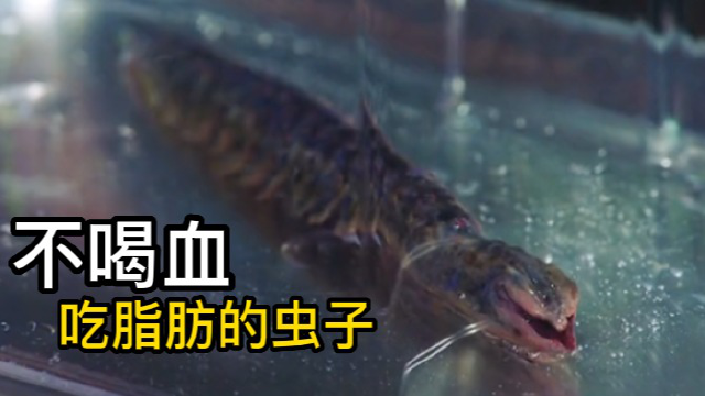 变异水蛭不吸血竟吸脂肪,无需运动就可以减肥