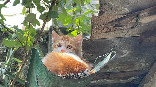 流浪小猫与妈妈走散后,孤独的住在危屋檐上,随时都会掉下来