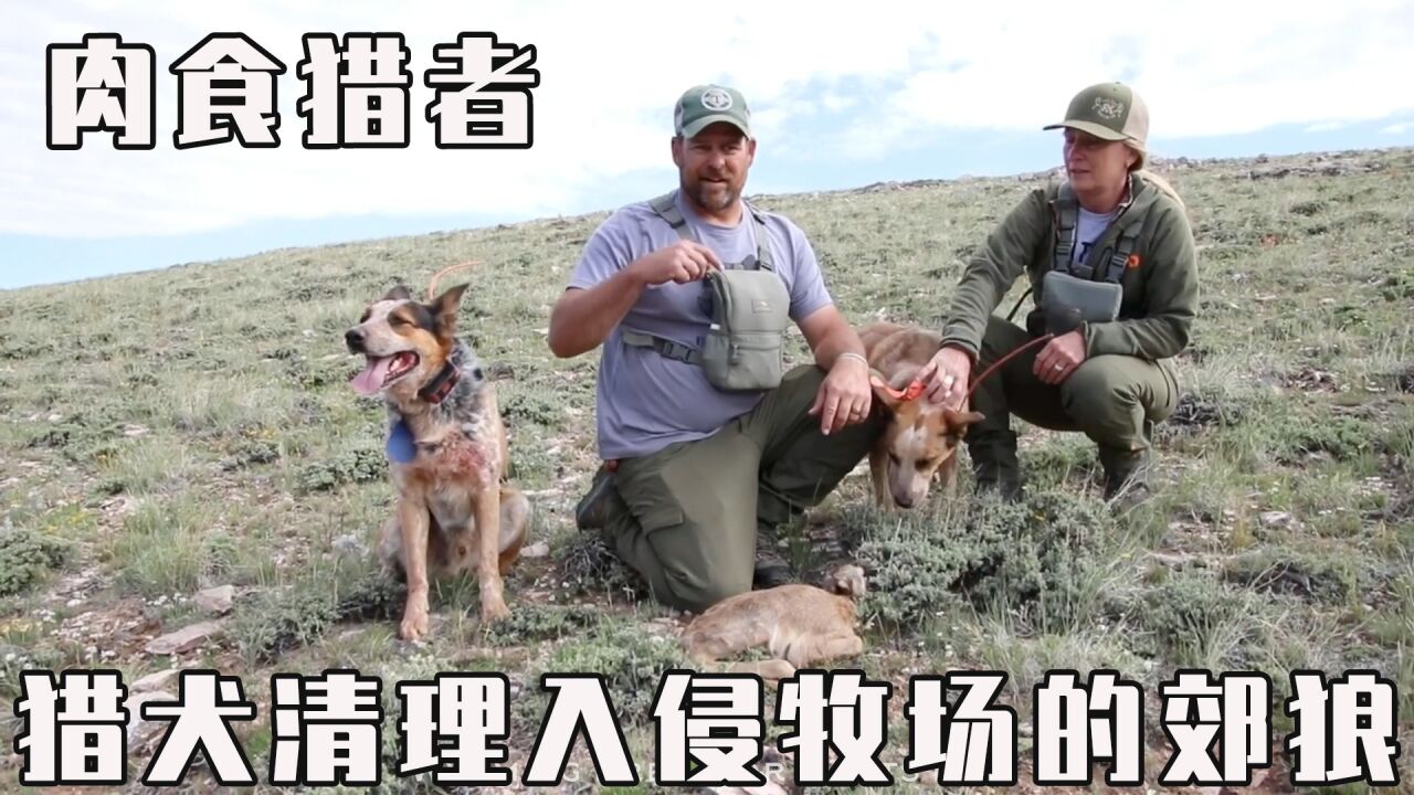 郊狼入侵麋鹿养殖场,猎人使用猎犬进行狩猎,成功捕获两只郊狼_腾讯视频