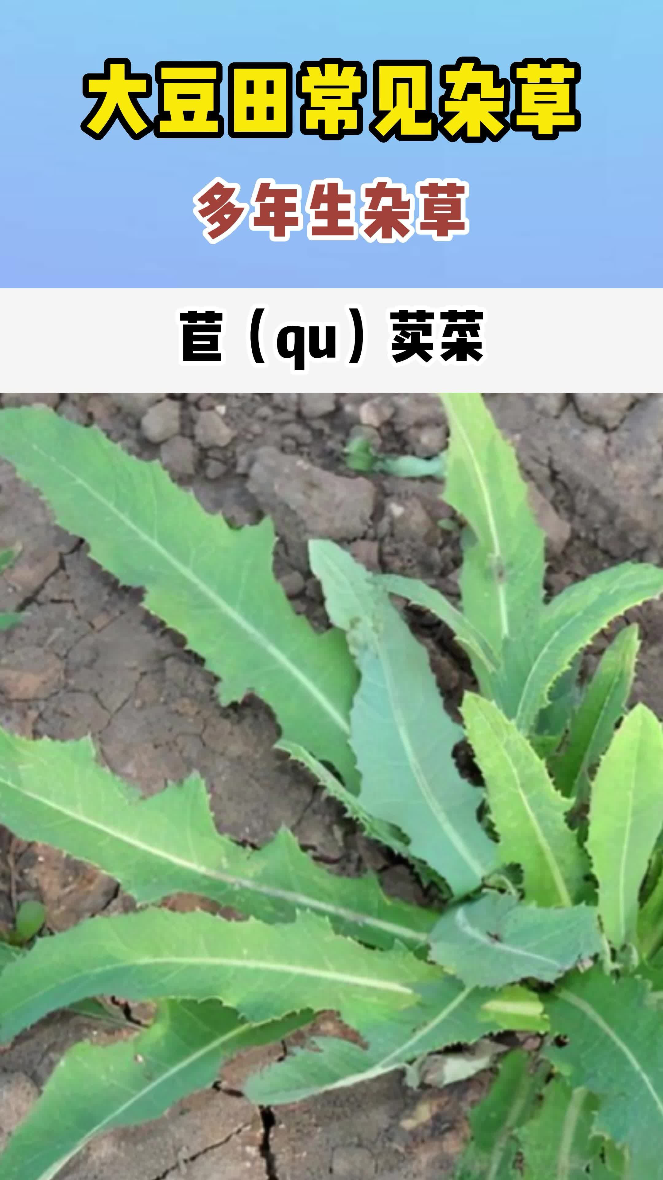 大豆田常見雜草之多年生雜草