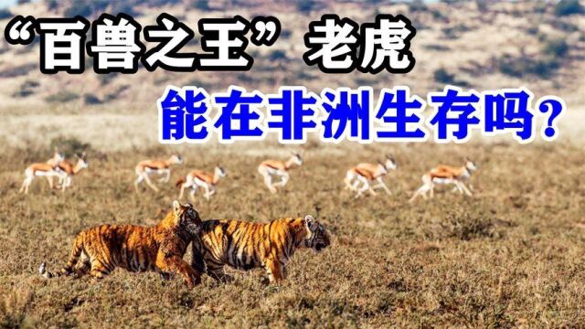 老虎能够在非洲生存吗?事实证明,最多只能当“非洲三哥”