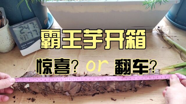 9个大洋入手一棵霸王芋,到手竟有40公分,到底是惊喜,还是翻车呢