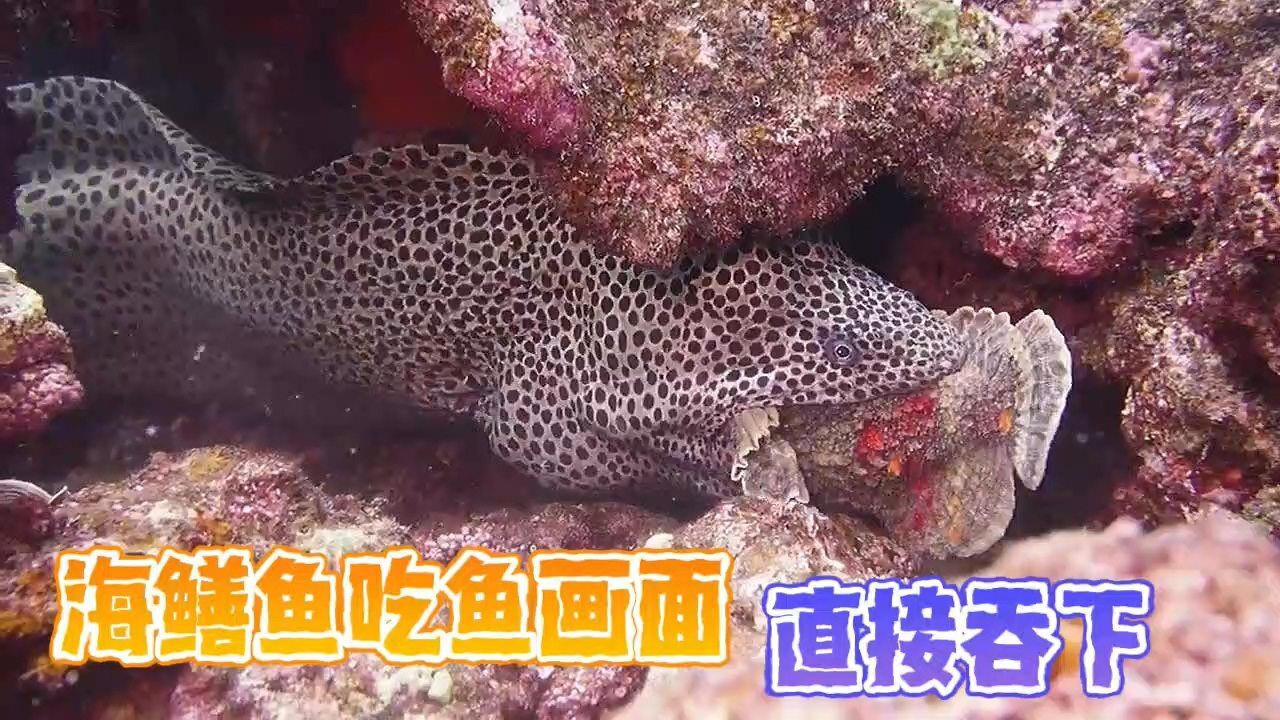 海洋百事