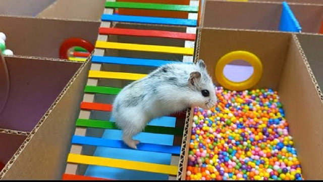仓鼠历险记:小仓鼠闯迷宫,今天闯关成功的话,奖励就属于它了哦