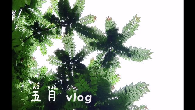 五月vlog